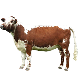 Irish Moiled Cow